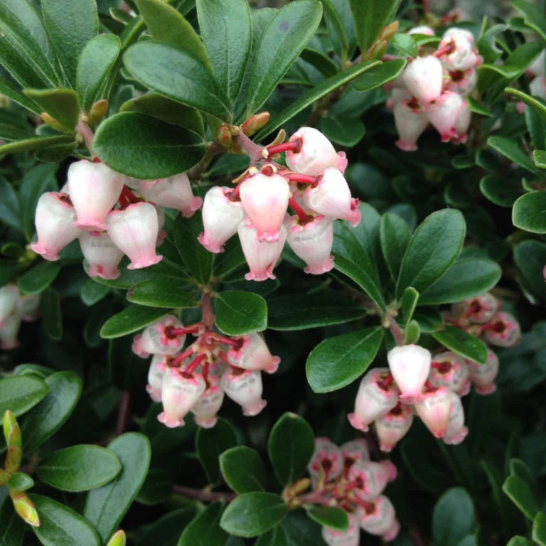 Arctostaphylos Vancouver Jade - Volume 3L / 20-30cm