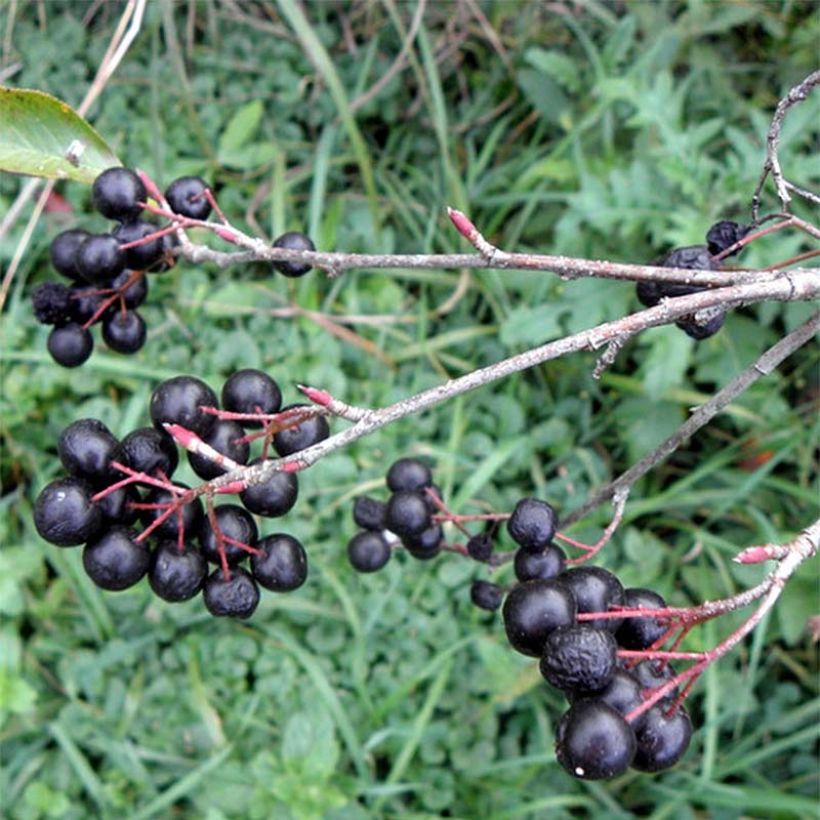 Aronia Melanocarpa Professor Ed - Aronie à fruits noirs - Volume 3L / 40-60cm