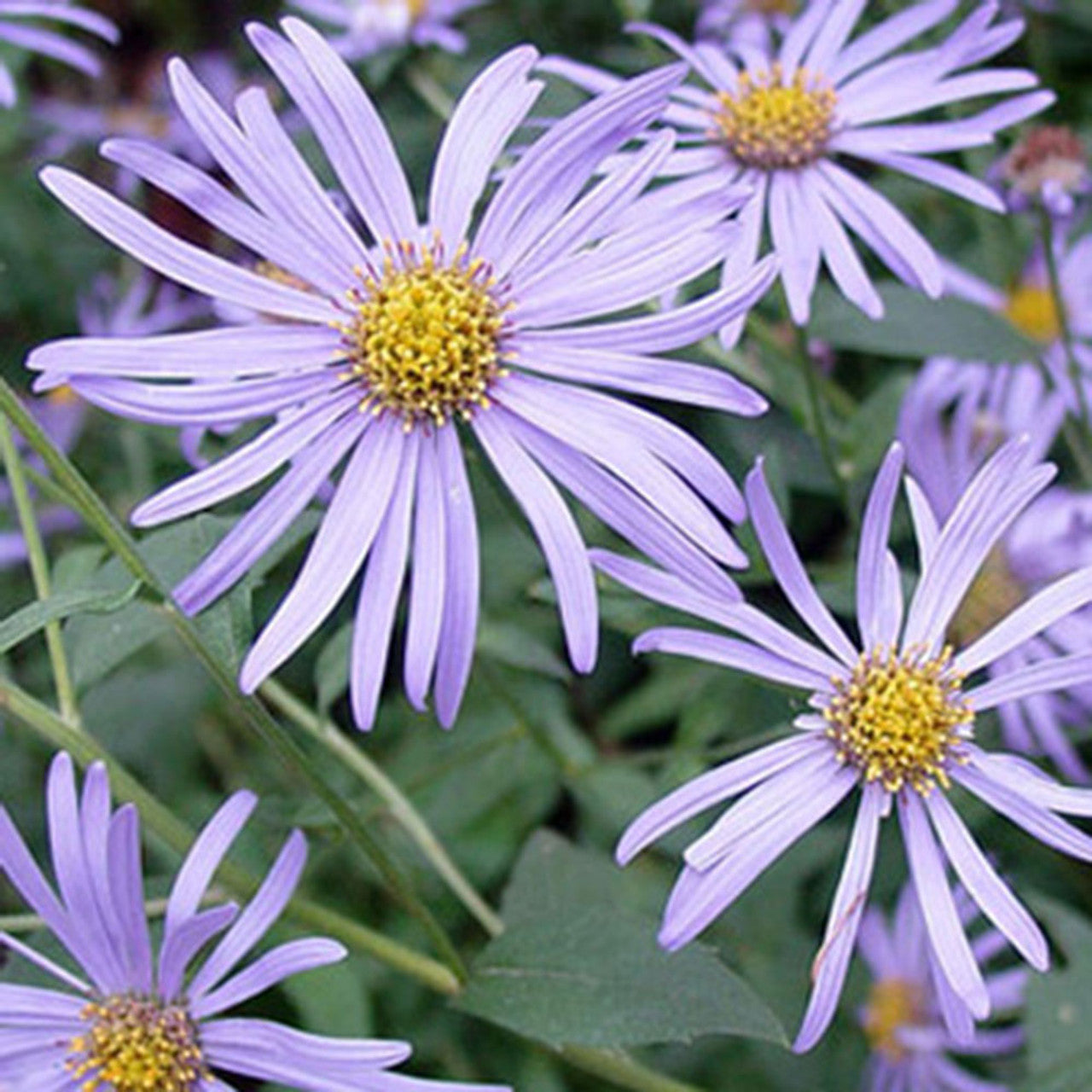 Aster Frikartii Mönch - Aster d'Automne - Volume 3L / 20-40cm