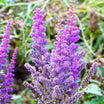 Astilbe chinensis Pumila - Volume 3L / 15-20cm