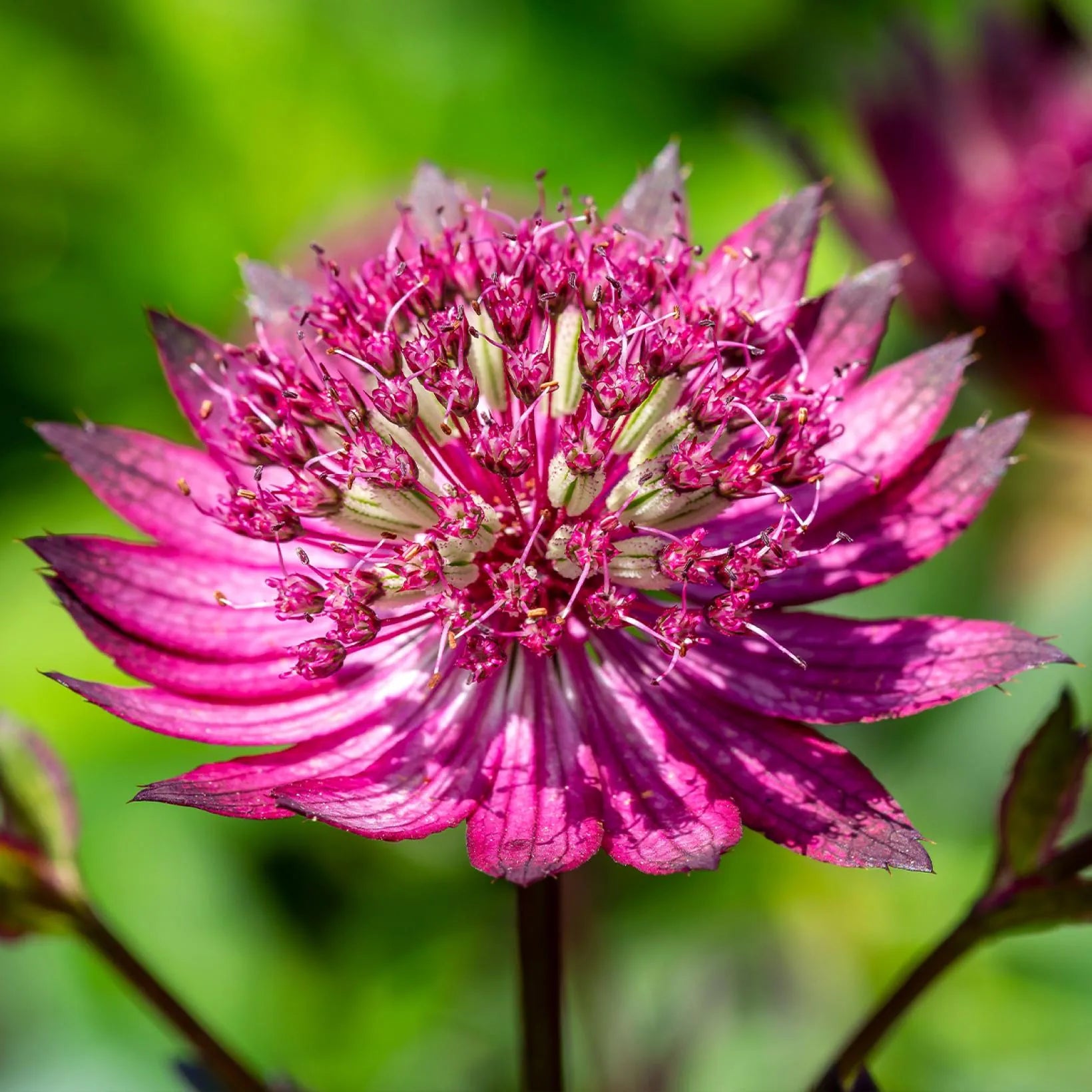 Astrantia major Star of Love - Volume 3L / 20-30cm