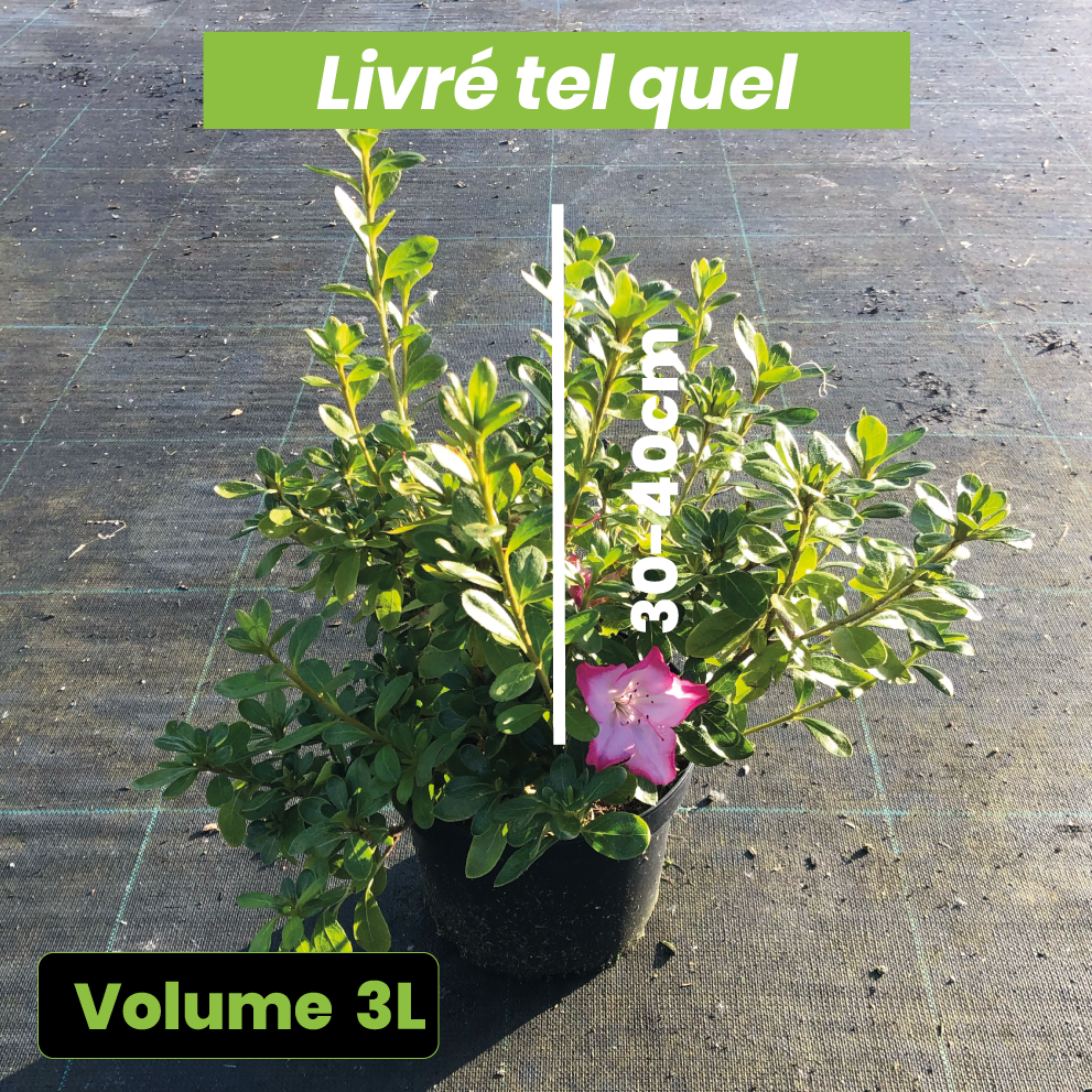 Azalea Japonica Beekolor - Azalée japonaise - Volume 3L / 30-40cm