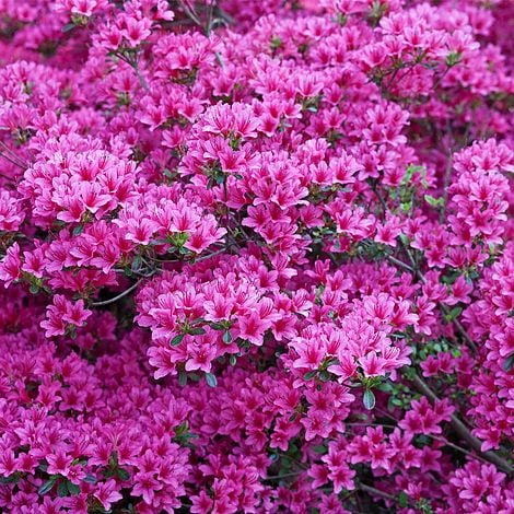 Azalea Japonica Amoena - Volume 3L / 30-40cm