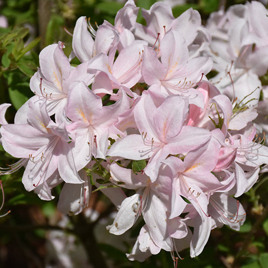 Azalea Mollis White Lights - Azalée de Chine White Lights - Volume 3L / 30-40cm