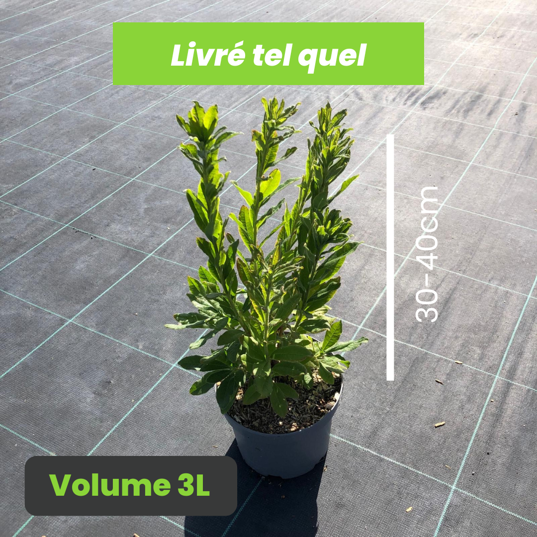 Azalea Mollis White Lights - Azalée de Chine White Lights - Volume 3L / 30-40cm