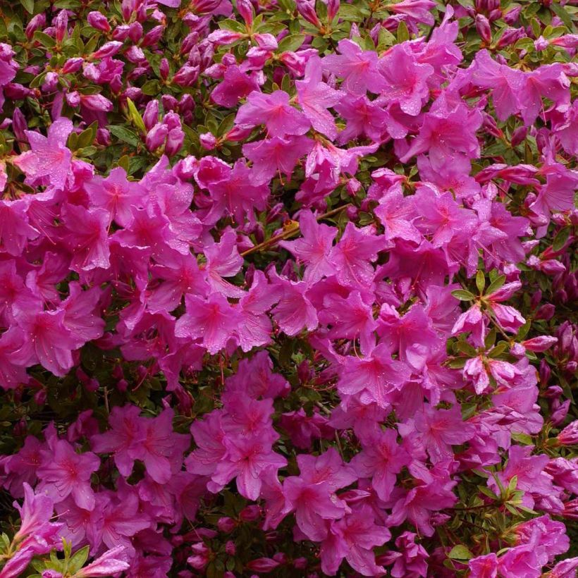 Azalea Japonica 'Blue Danube' - Azalée japonaise 'Blue Danube' - Volume 3L / 30-40cm
