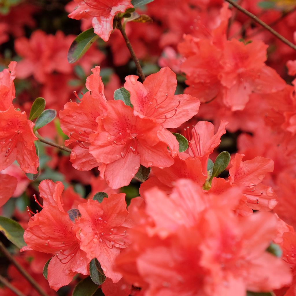 Azalea Japonica 'Orange beauty' - Volume 3L / 30-40cm