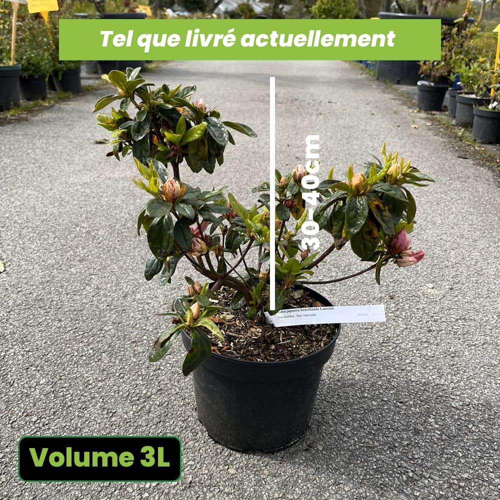 Azalée Japonica 'Broceliande Lancelot' - Volume 3L / 30-40cm
