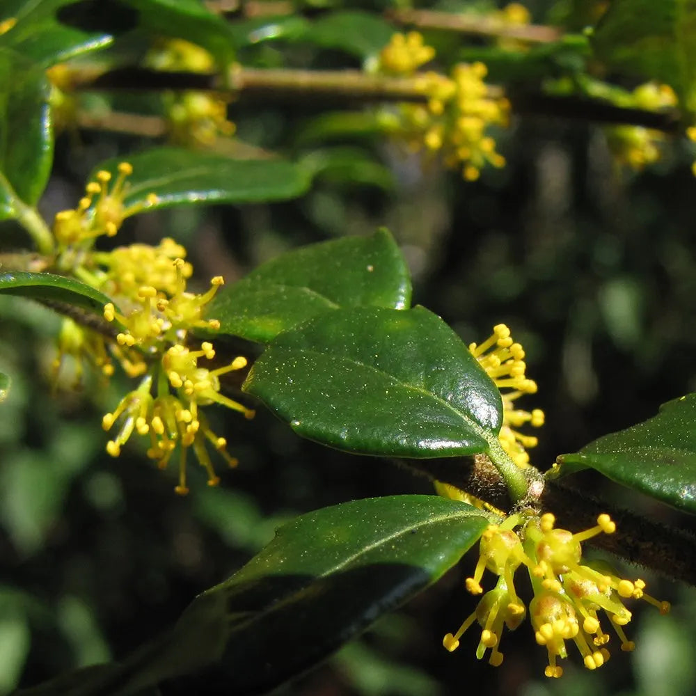 Azara Microphylla - Mimosa du Chili - Volume 4L / 30-40cm
