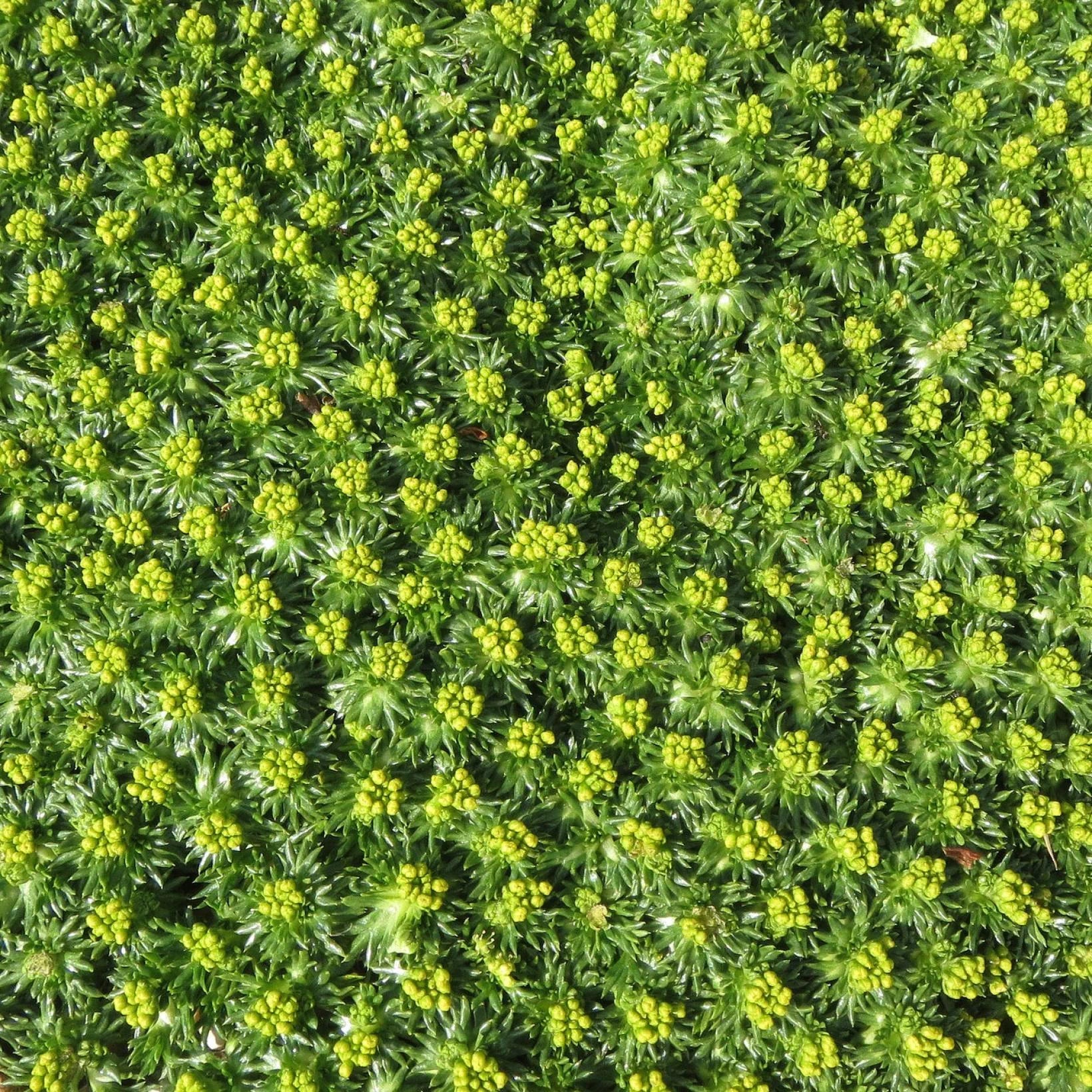 Azorella Trifurcata - Azorelle - Volume 3L / 15-20cm