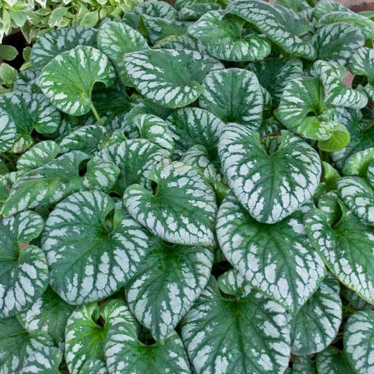 Brunnera Macrophylla Emerald Mist - Myosotis de Caucase - Volume 3L / 20-30cm