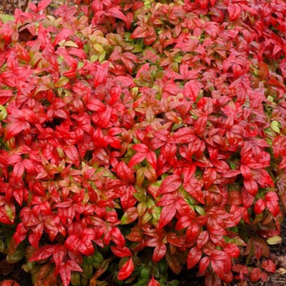 Nandina Domestica Fire Power - Bambou sacré - Volume 3L / 30-40cm