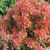 Berberis Thunbergii Orange Ice - Epine-vinette - Volume 3L / 20-30cm