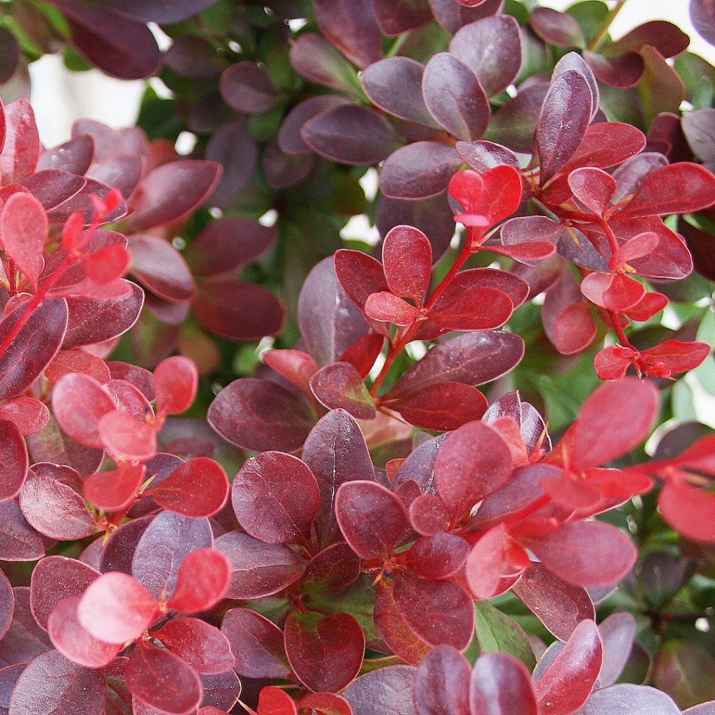 Berberis Thunbergii Atropurpurea - Epine-vinette - Volume 3L / 30-40cm