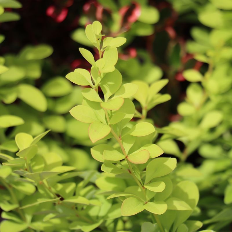 Berberis Thunbergii Maria - Épine-vinette de Thunberg Maria - Volume 3L / 20-30cm