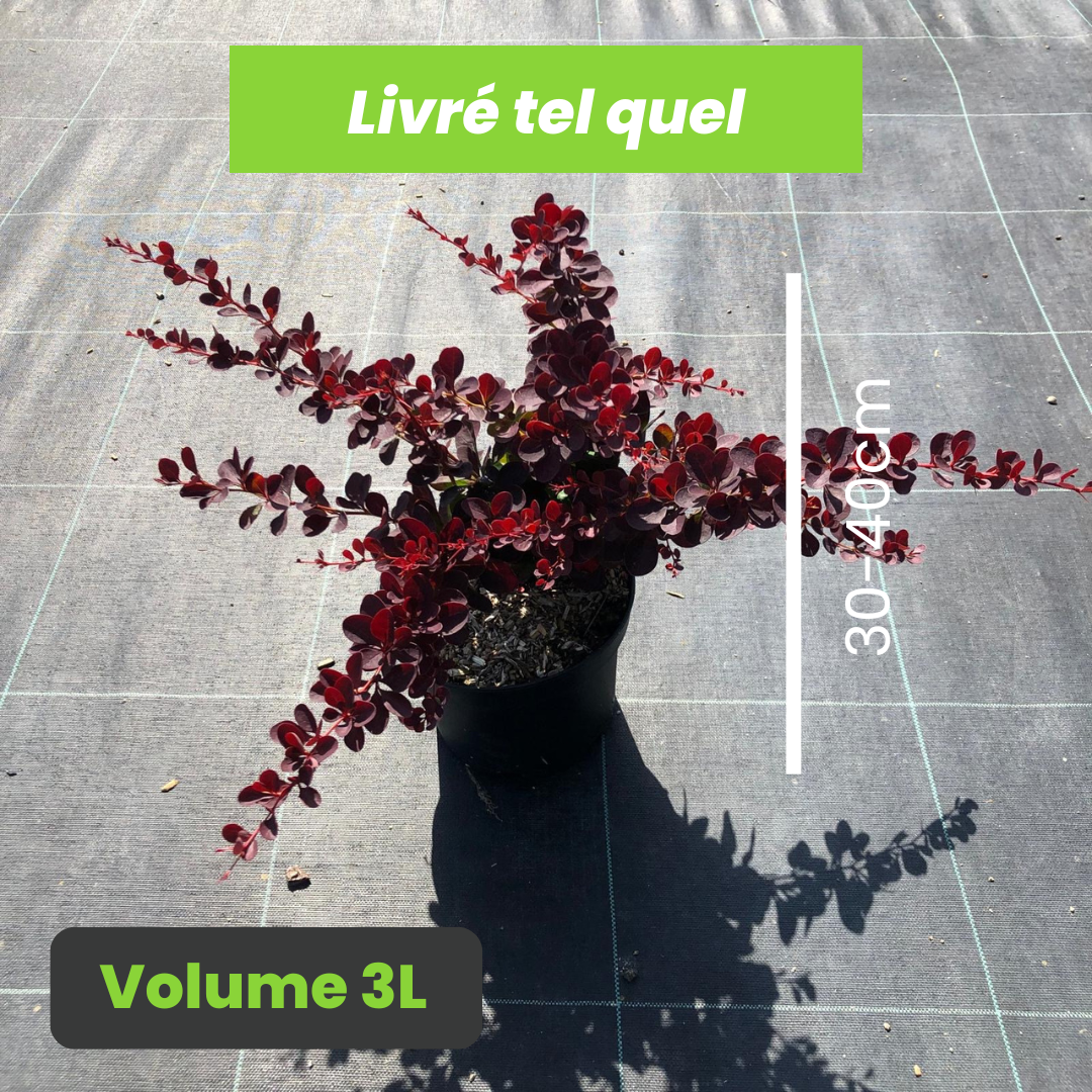 Berberis Thunbergii Atropurpurea - Epine-vinette - Volume 3L / 30-40cm