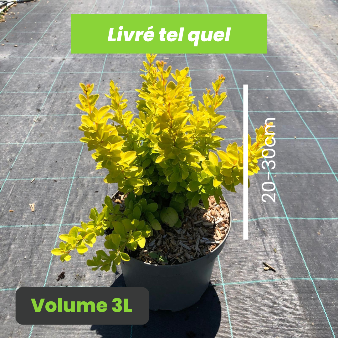 Berberis Thunbergii Maria - Épine-vinette de Thunberg Maria - Volume 3L / 20-30cm