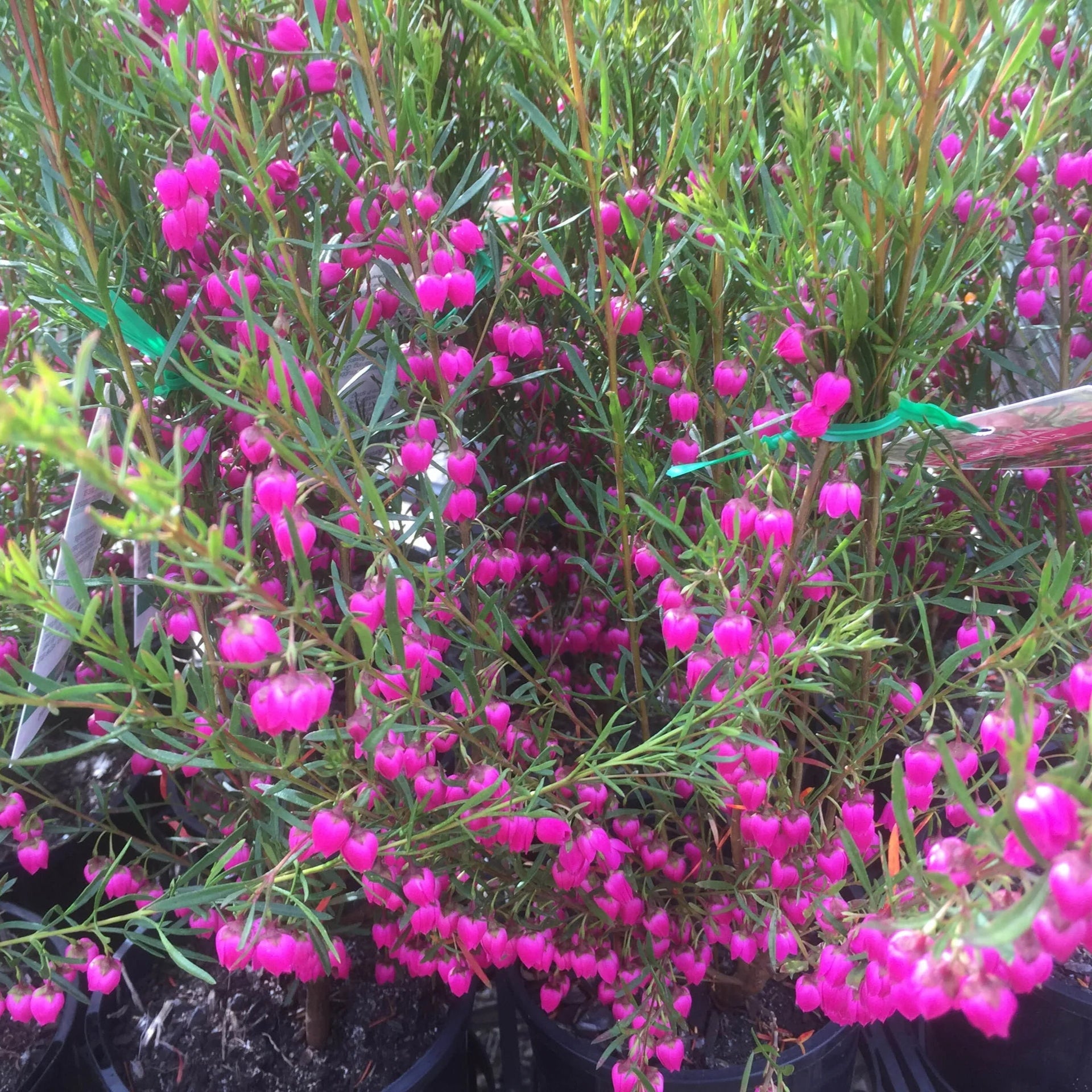 Boronia Heterophylla Rubra - Volume 3L / 40-60cm