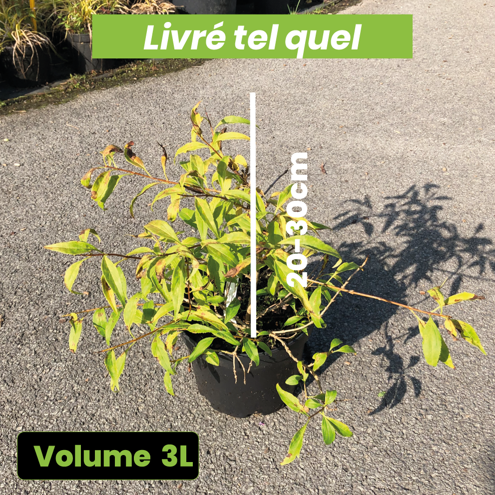 Forsythia Prostata Dwarf - Volume 3L / 20-30cm