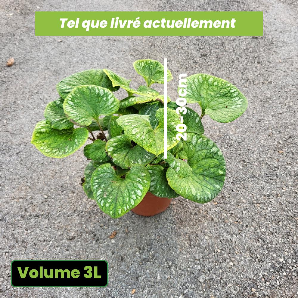 Brunnera Macrophylla Emerald Mist - Myosotis de Caucase - Volume 3L / 20-30cm