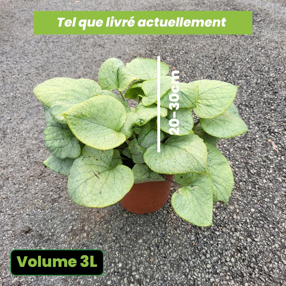 Brunnera macrophylla Looking Glass - Myosotis du Caucase - Volume 3L / 20-30cm