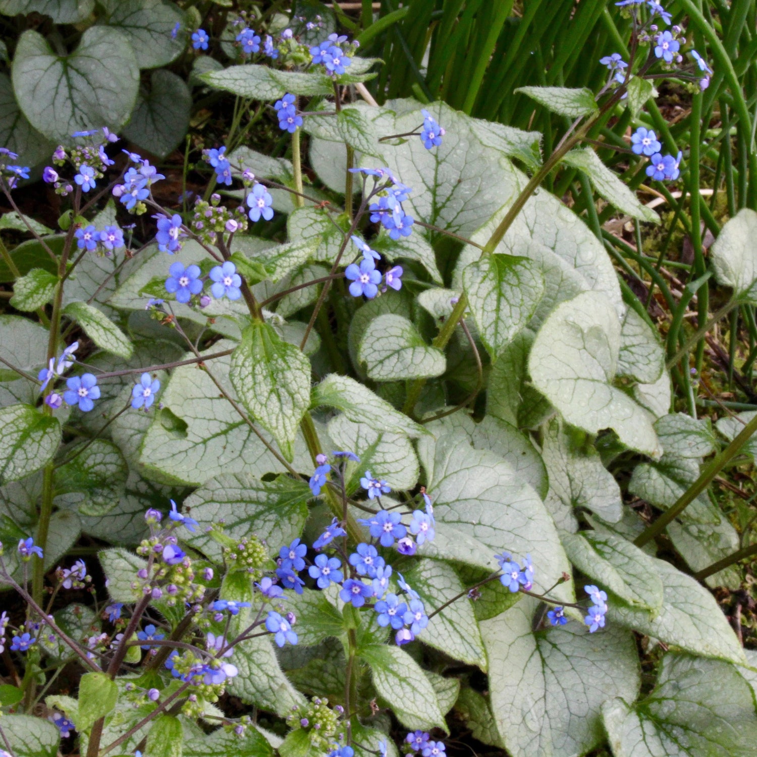 Brunnera macrophylla Looking Glass - Myosotis du Caucase - Volume 3L / 20-30cm