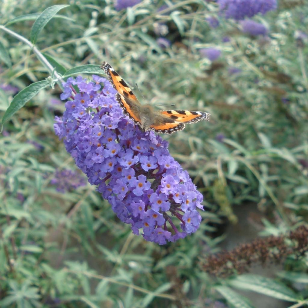 Buddleja x Davidii Nanho Blue - Arbre aux papillons nain - Volume 3L / 40-60cm