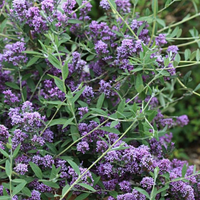 Buddleia Alternifolia Unique - Arbre aux papillons nain - Volume 3L / 40-60cm