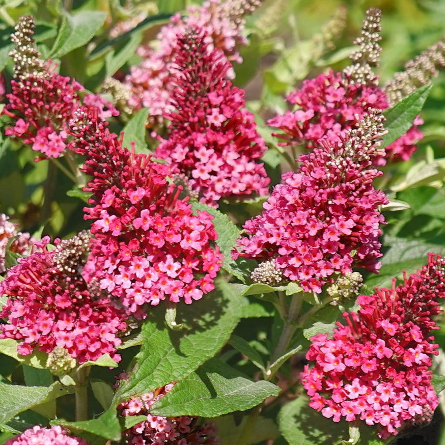 Buddleja Butterfly Candy Little Ruby - Arbre aux papillons nain - Volume 3L / 30-40cm