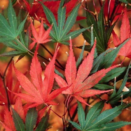 Acer palmatum Nicholsonii - Volume 3L / 30-50cm