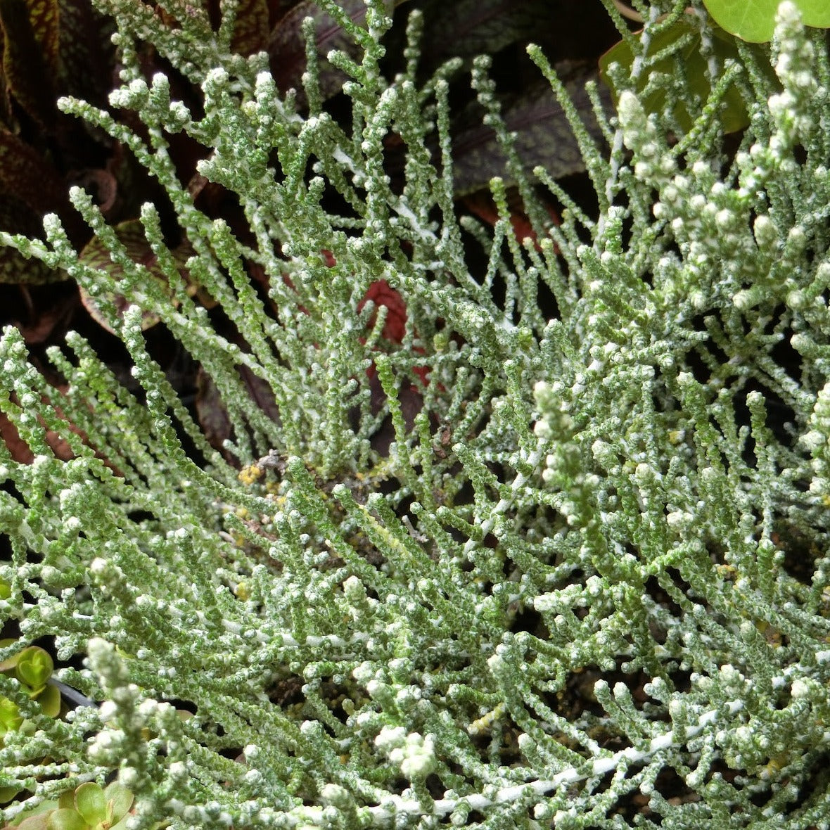 Olearia Lepidophylla Silver Knight - Volume 3L / 20-30cm