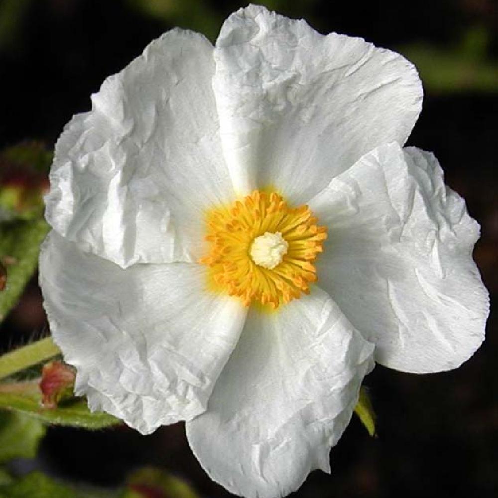 Cistus x Florentinus Repens - Ciste