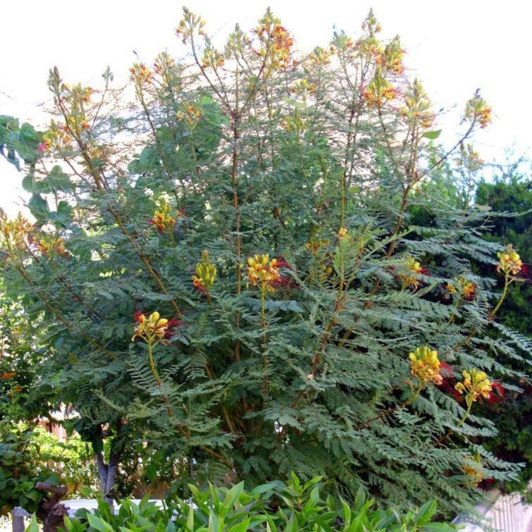 Caesalpinia Gilliesii - Petit Flamboyant - Volume 3L / 30-40cm