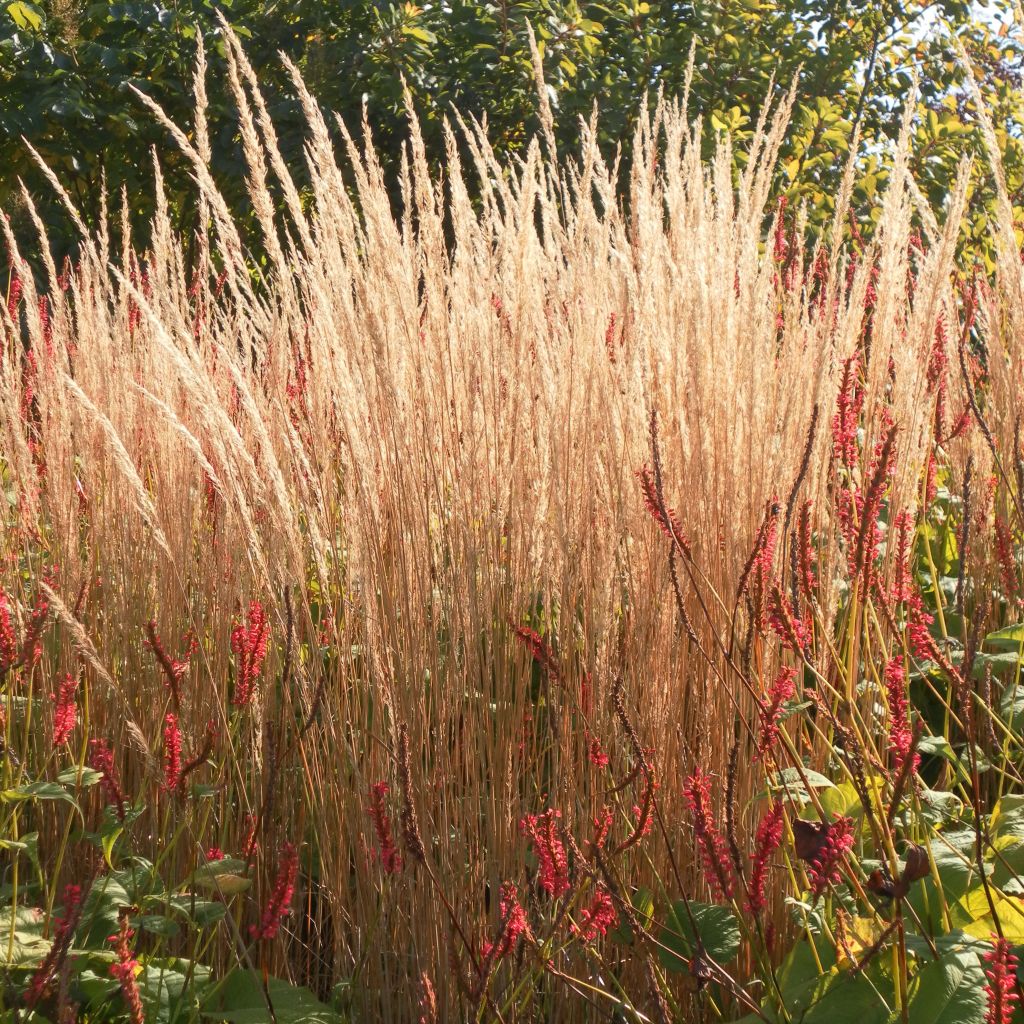 Calamagrostis Acutiflora Karl Foerster - Volume 3L / 30-50cm