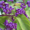 Callicarpa Dichotoma Issai - Volume 3L / 30-50cm