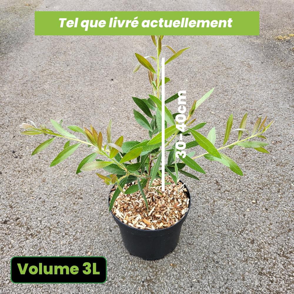 Callistemon Citrinus "Splendens" - Volume 3L / 30-40cm