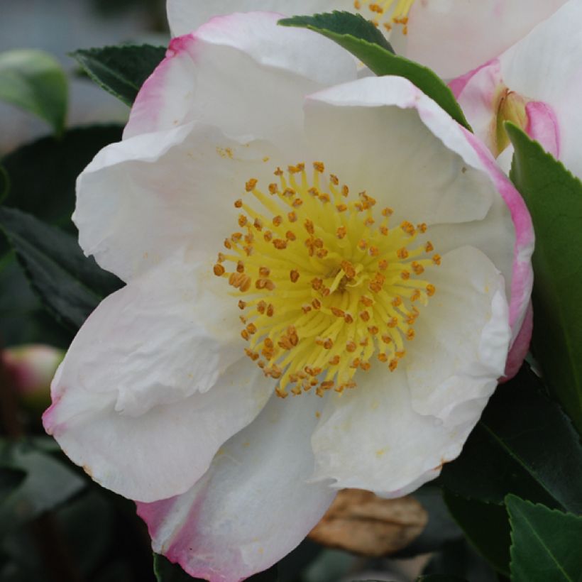 Camellia Sasanqua Narumigata - Camelia d'Automne - Volume 4L / 40-50cm
