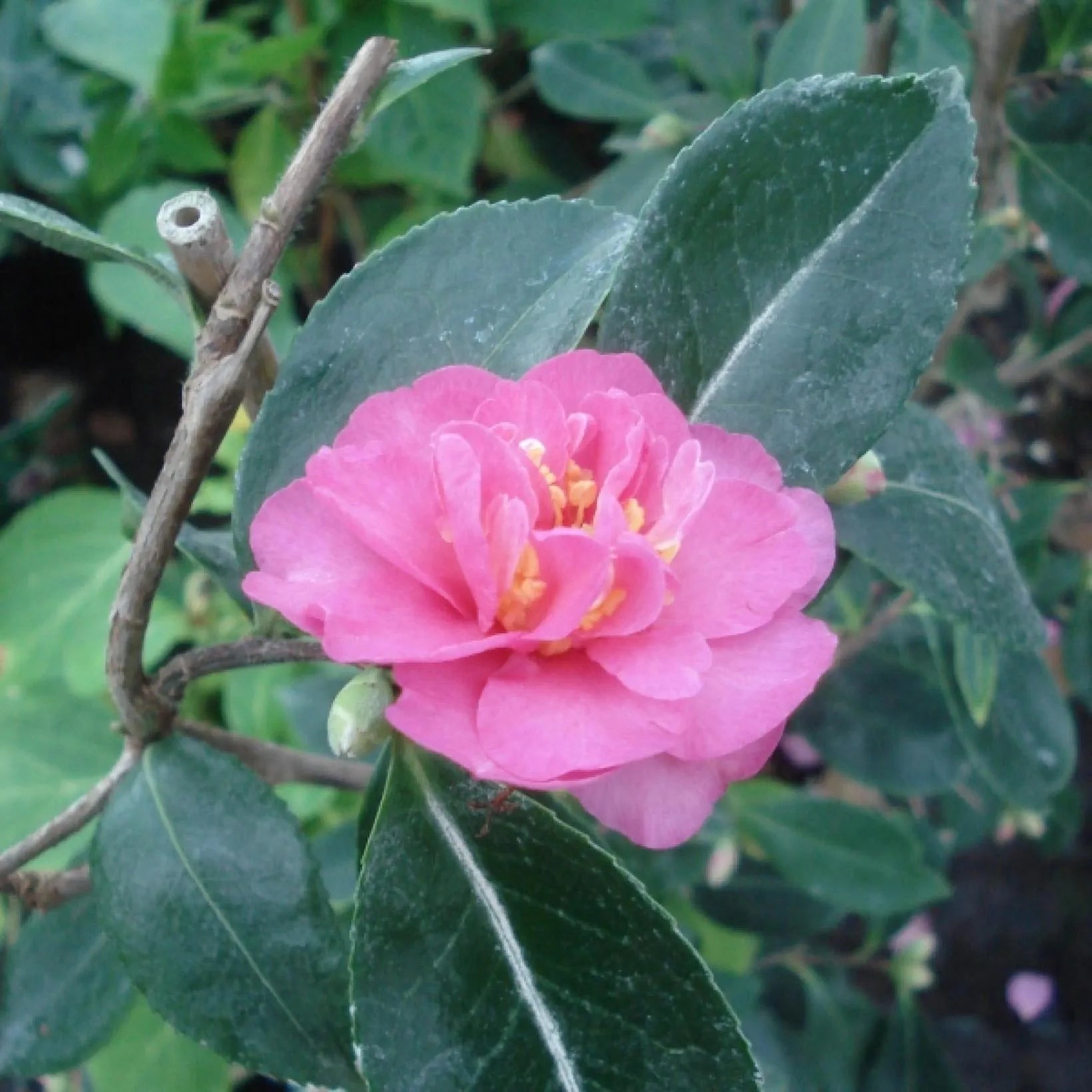 Camellia Sasanqua Showa no Sakae - Camélia d'automne - Volume 3L / 20-30cm