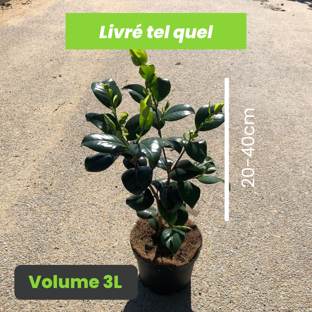 Camellia Japonica Debbie - Camélia du Japon Debbie - Volume 3L / 20-40cm