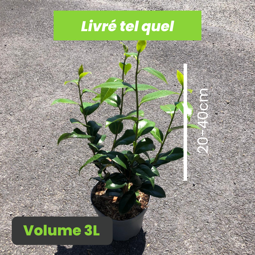 Camellia Japonica Nuccio's Cameo - Camélia du Japon Nuccio’s Cameo - Volume 3L / 20-40cm