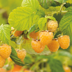 Rubus Idaeus Fall Gold - Framboisier Fall Gold (remontant) - Volume 3L / 30-50cm