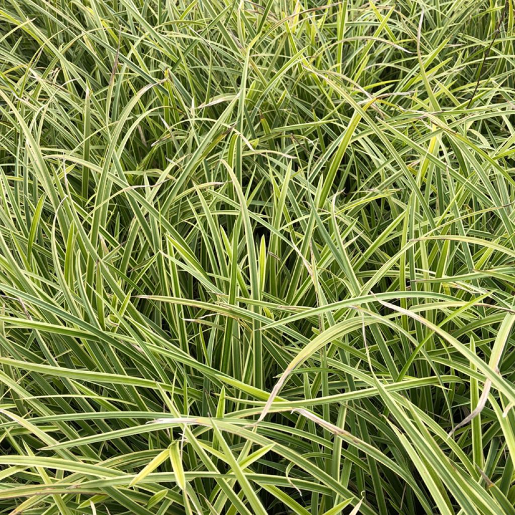 Carex Morrowii Ice Dance - Laîche du Japon - Volume 3L / 20-30cm