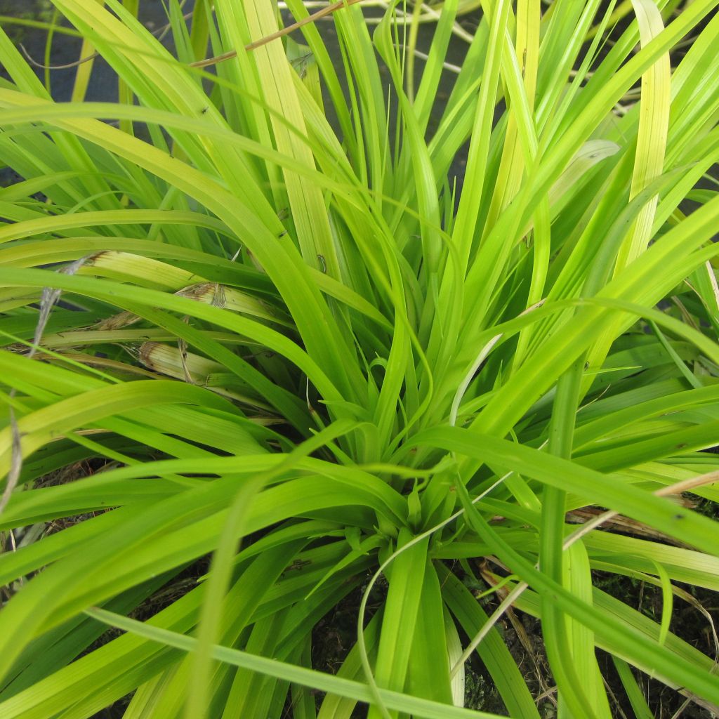 Carex Everillo - Volume 3L / 15-20cm