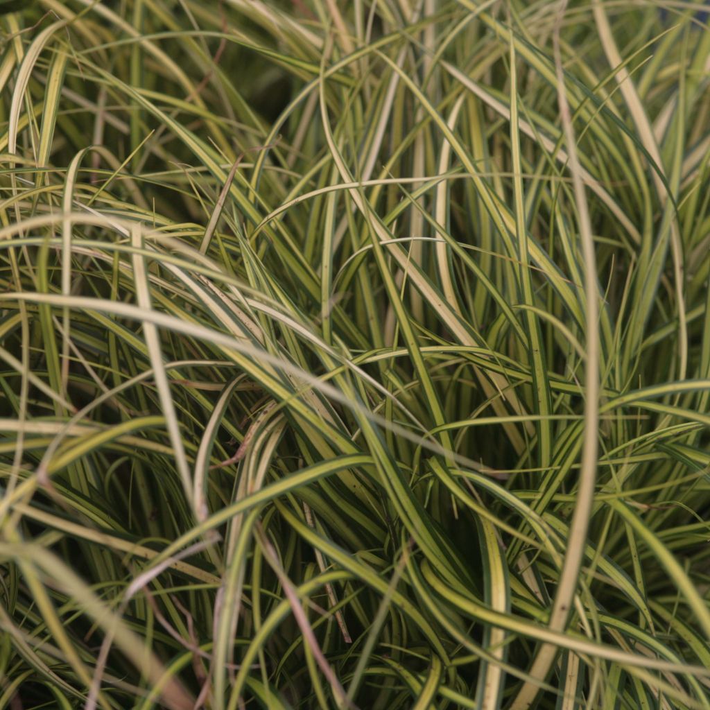 Carex Oshimensis Eversheen - Laîche d'Oshima - Volume 3L / 20-30cm