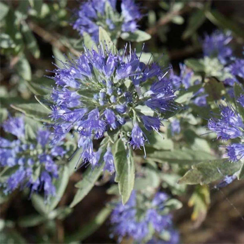 Caryopteris (x) clandonensis Heavenly Blue - Spirée bleue - Volume 3l / 30-50cm