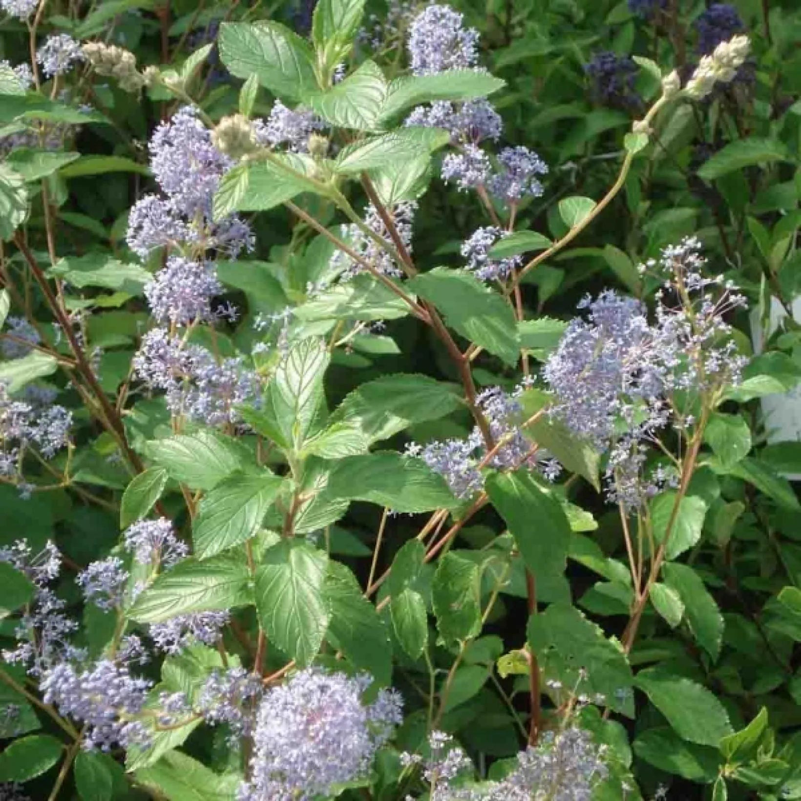 Ceanothus x Delilianus Gloire de Versailles - Ceanothus Delilianus