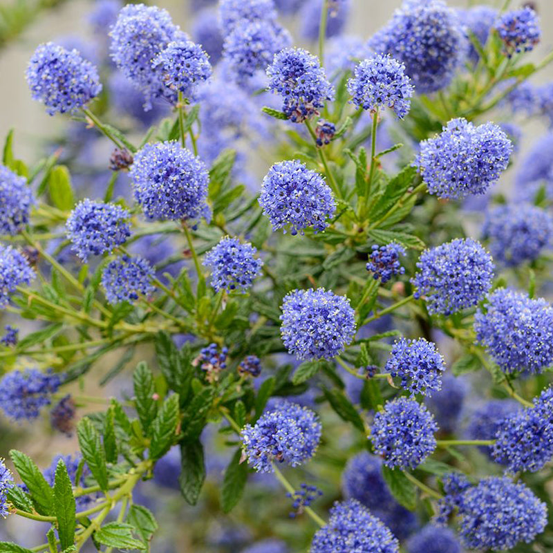 Ceanothus Concha - Lilas de Californie Concha - VOlume 3L / 30-40cm
