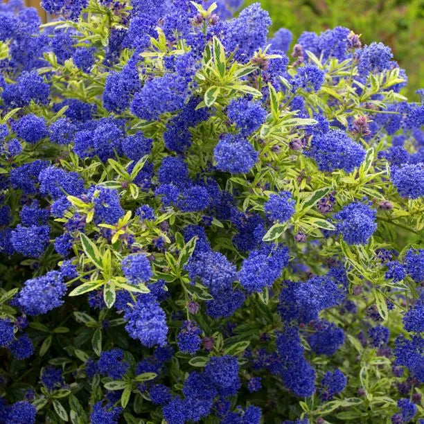 Ceanothus Impressus Lemon & Lime - Lilas de Californie - Volume 3L / 30-40cm