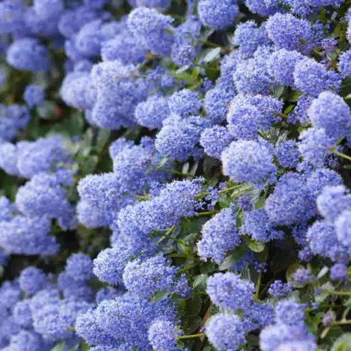Ceanothus thyrsiflorus var. repens - Volume 3L / 30-50cm