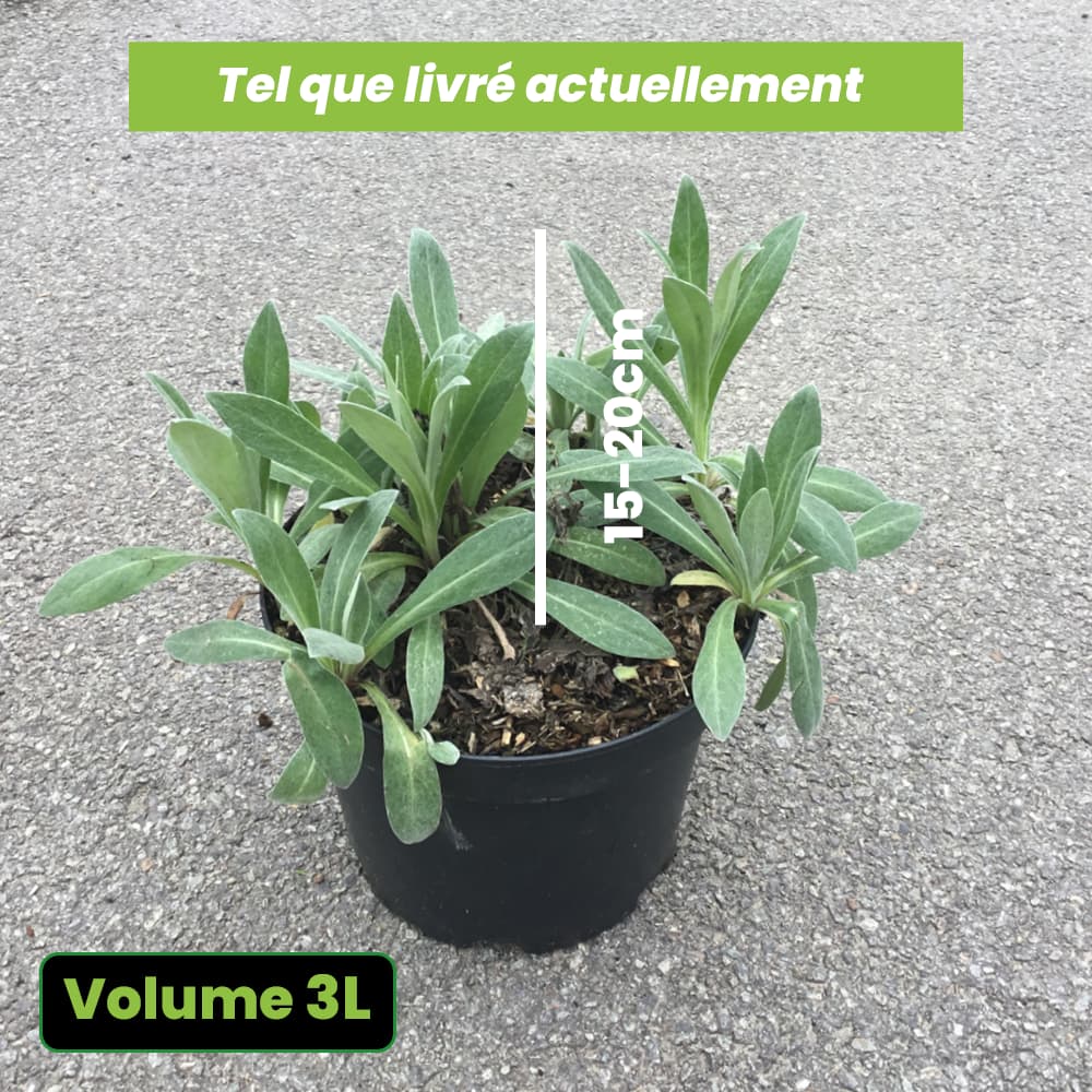 Centaurea Montana Amethyst In Snow - Bleuet des montagnes - Volume 3L / 15-20cm